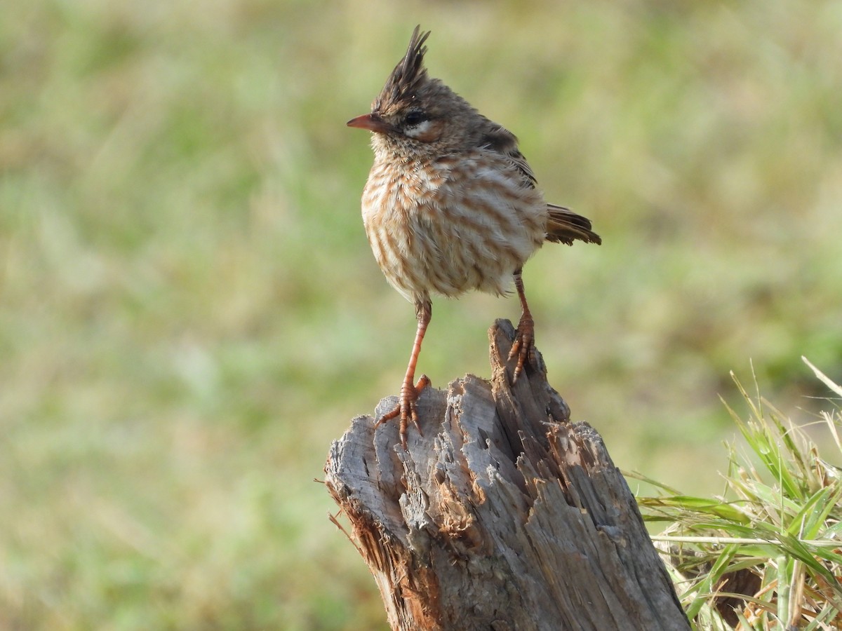 Lark-like Brushrunner - Más Aves