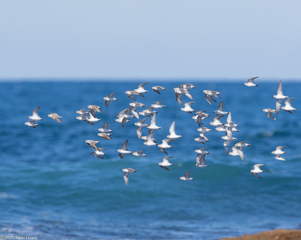 Red-necked Stint - ML608246681