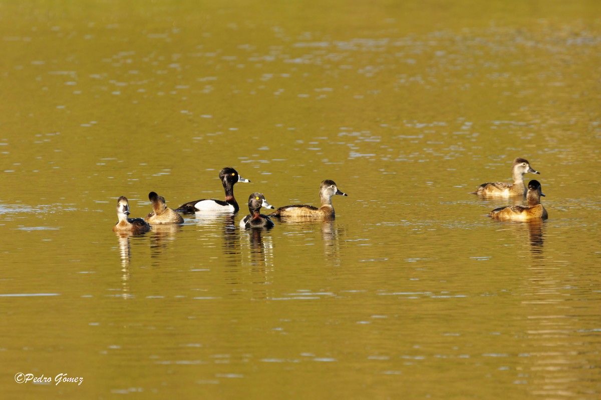 Ring-necked Duck - Patty and Pedro Gómez