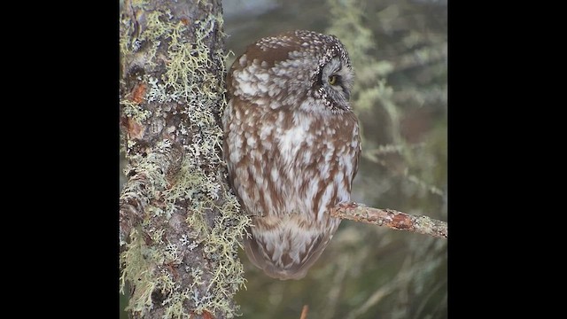 Boreal Owl - ML608247911