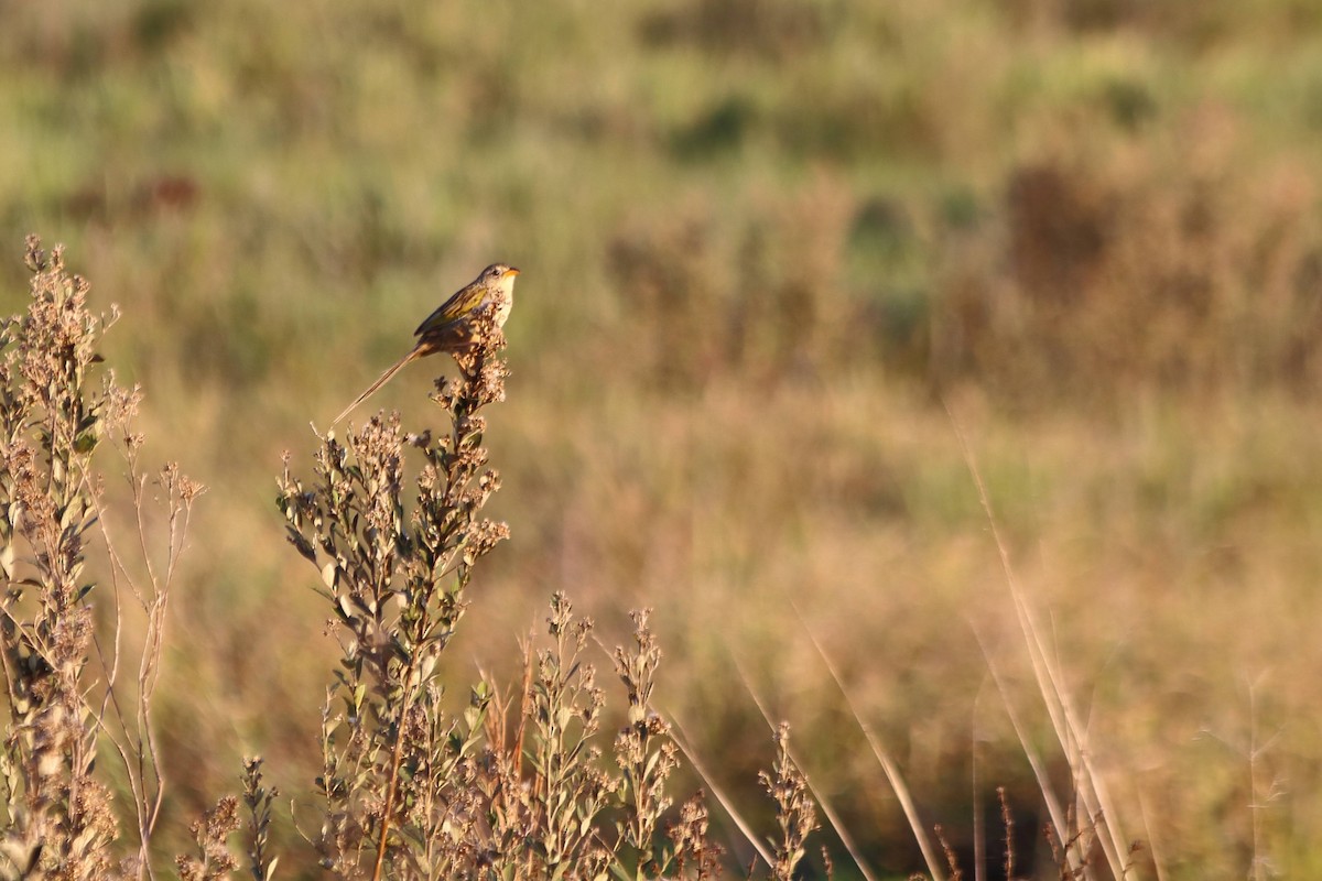 Lesser Grass-Finch - ML608249431