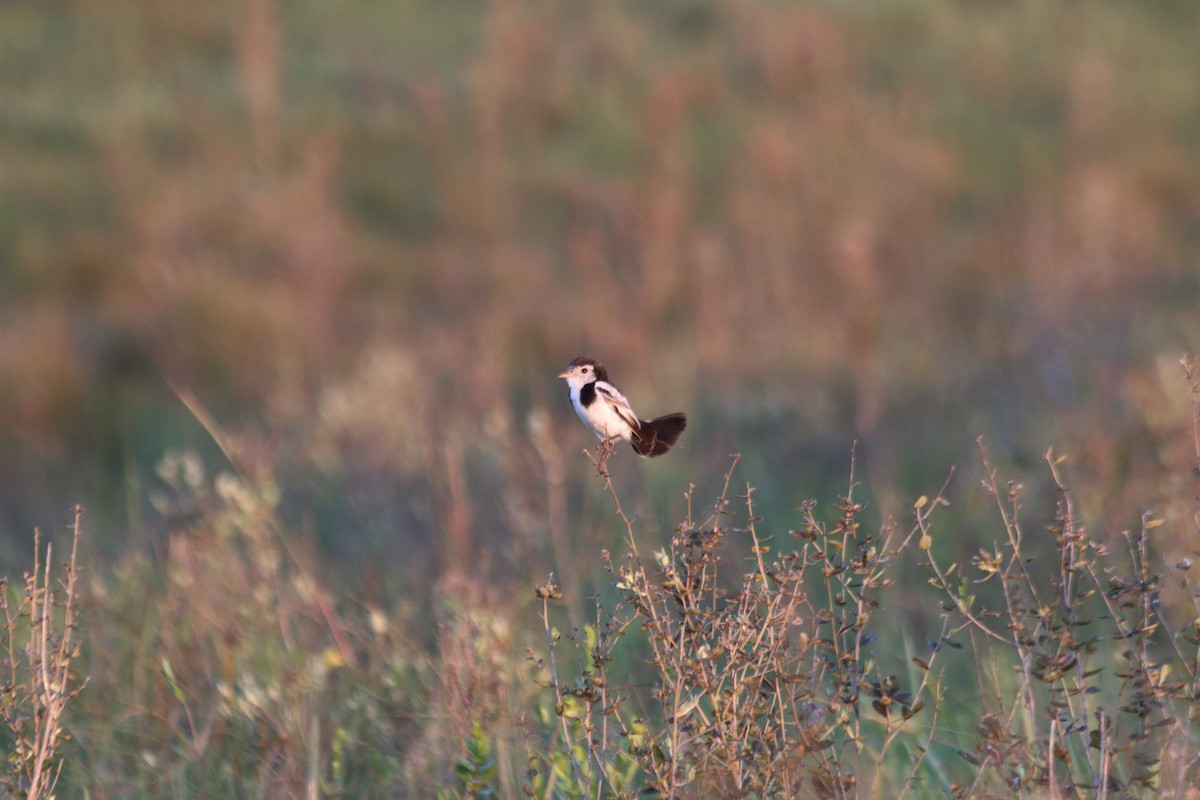 Cock-tailed Tyrant - FELIX AGUADO PEREZ