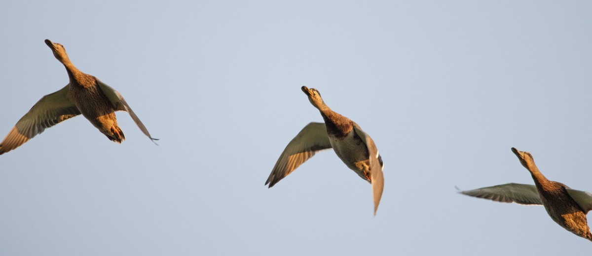 Mallard - Letty Roedolf Groenenboom