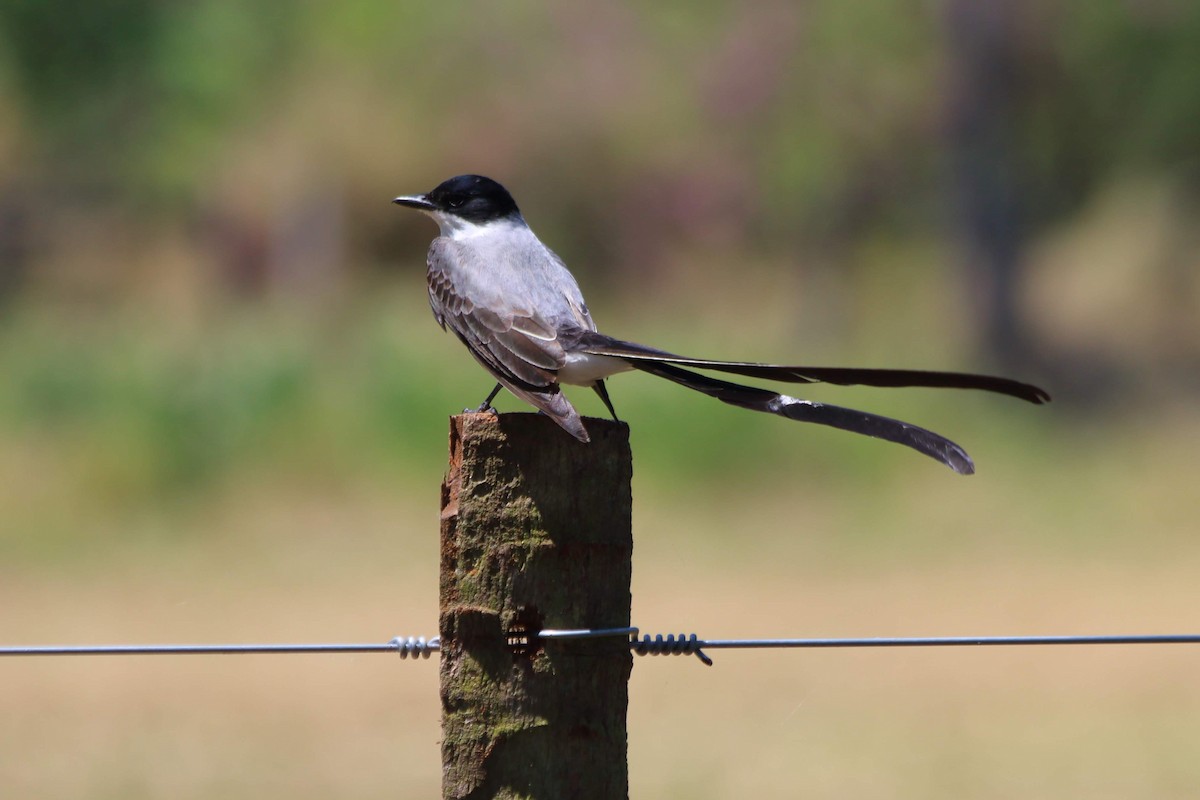 Fork-tailed Flycatcher - ML608250081