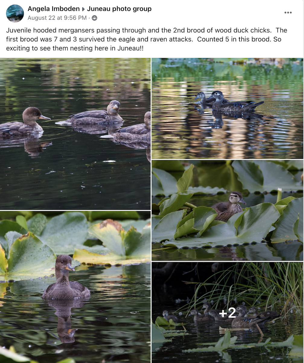 Wood Duck - Alaska Historical Records