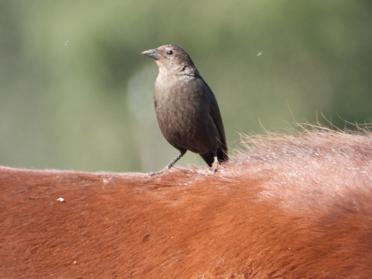 Shiny Cowbird - ML608250221