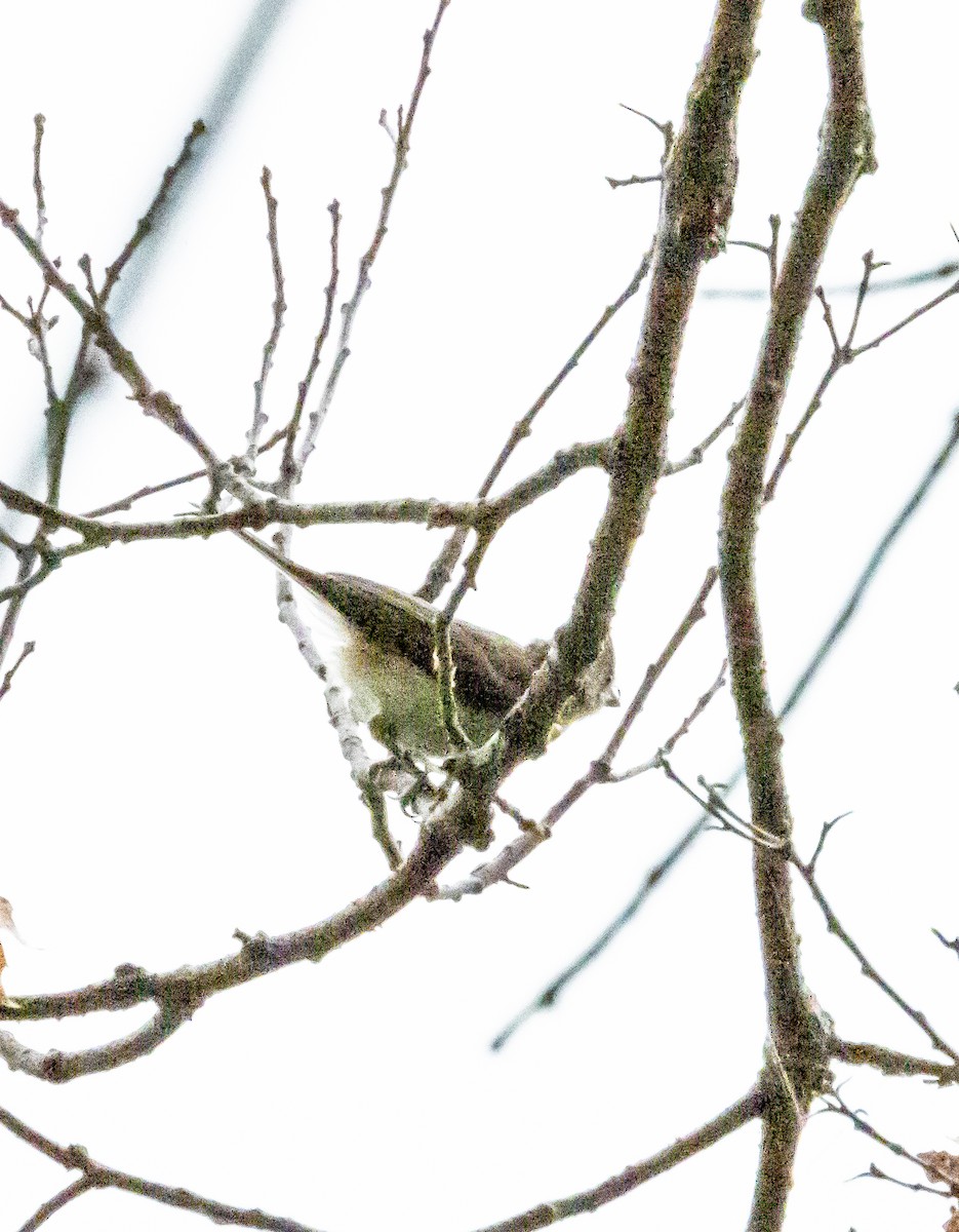 Tufted Titmouse - ML608250311