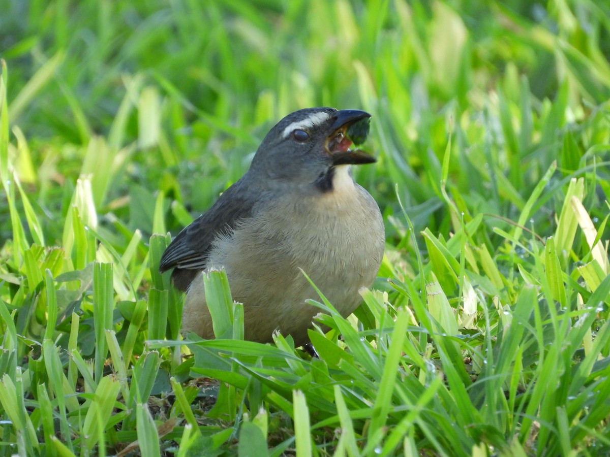 Bluish-gray Saltator - Más Aves