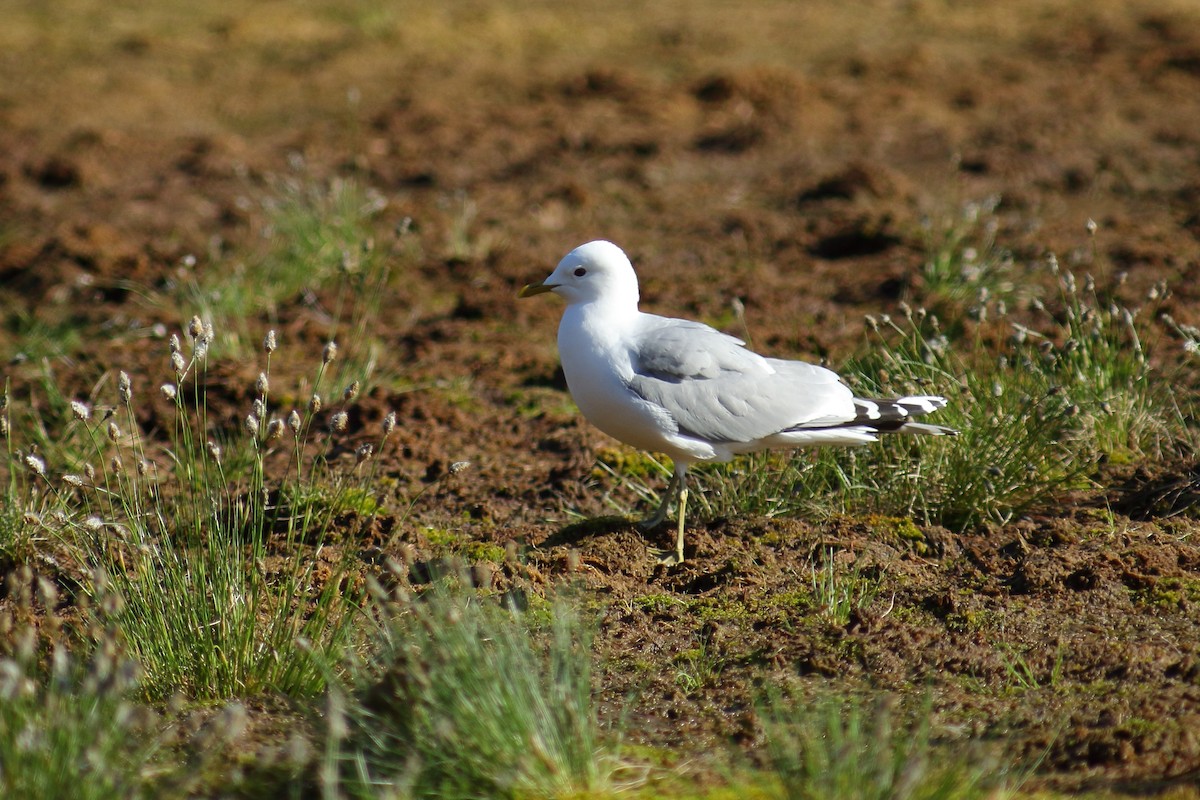 Goéland cendré (canus) - ML608250401