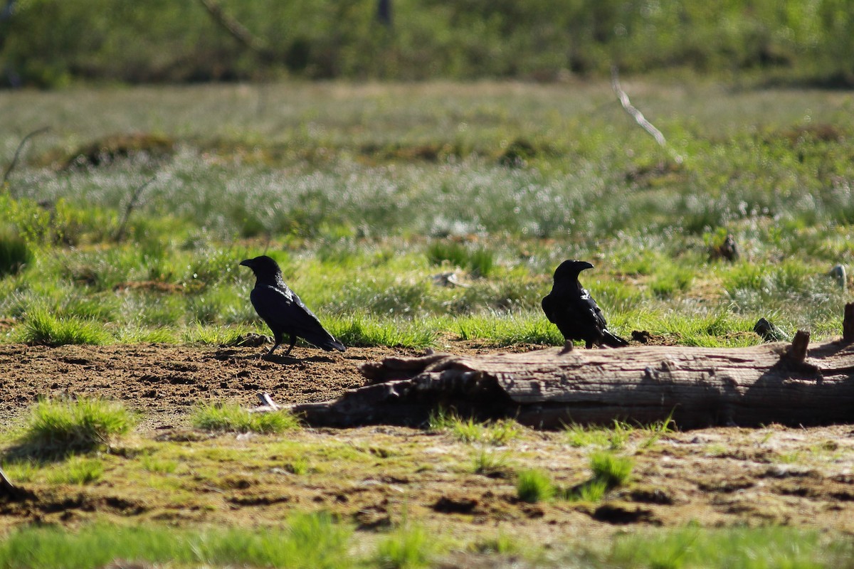 Common Raven - ML608250451