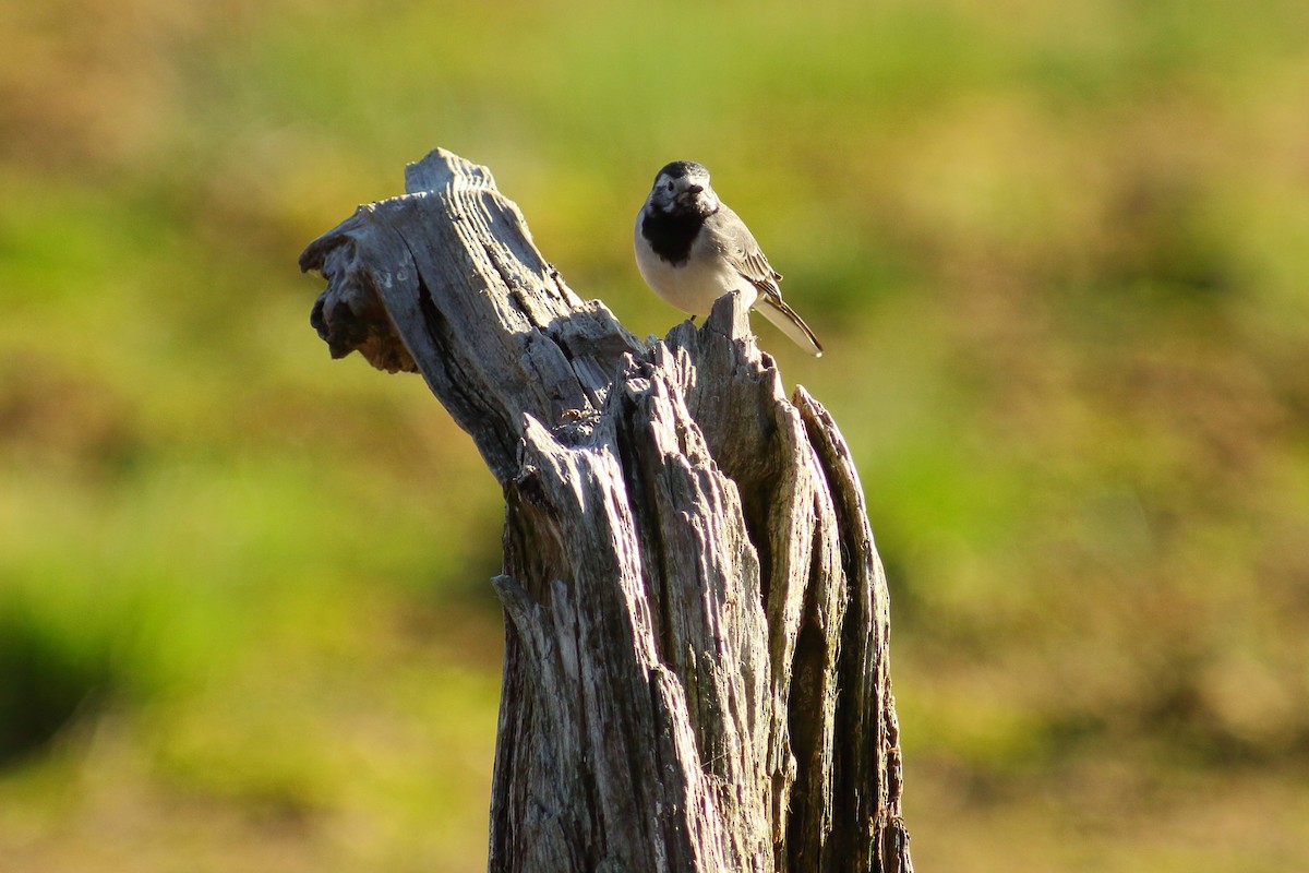 White Wagtail (White-faced) - ML608250491