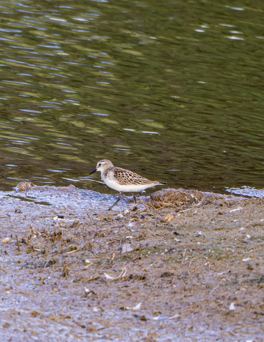 Little Stint - ML608250861