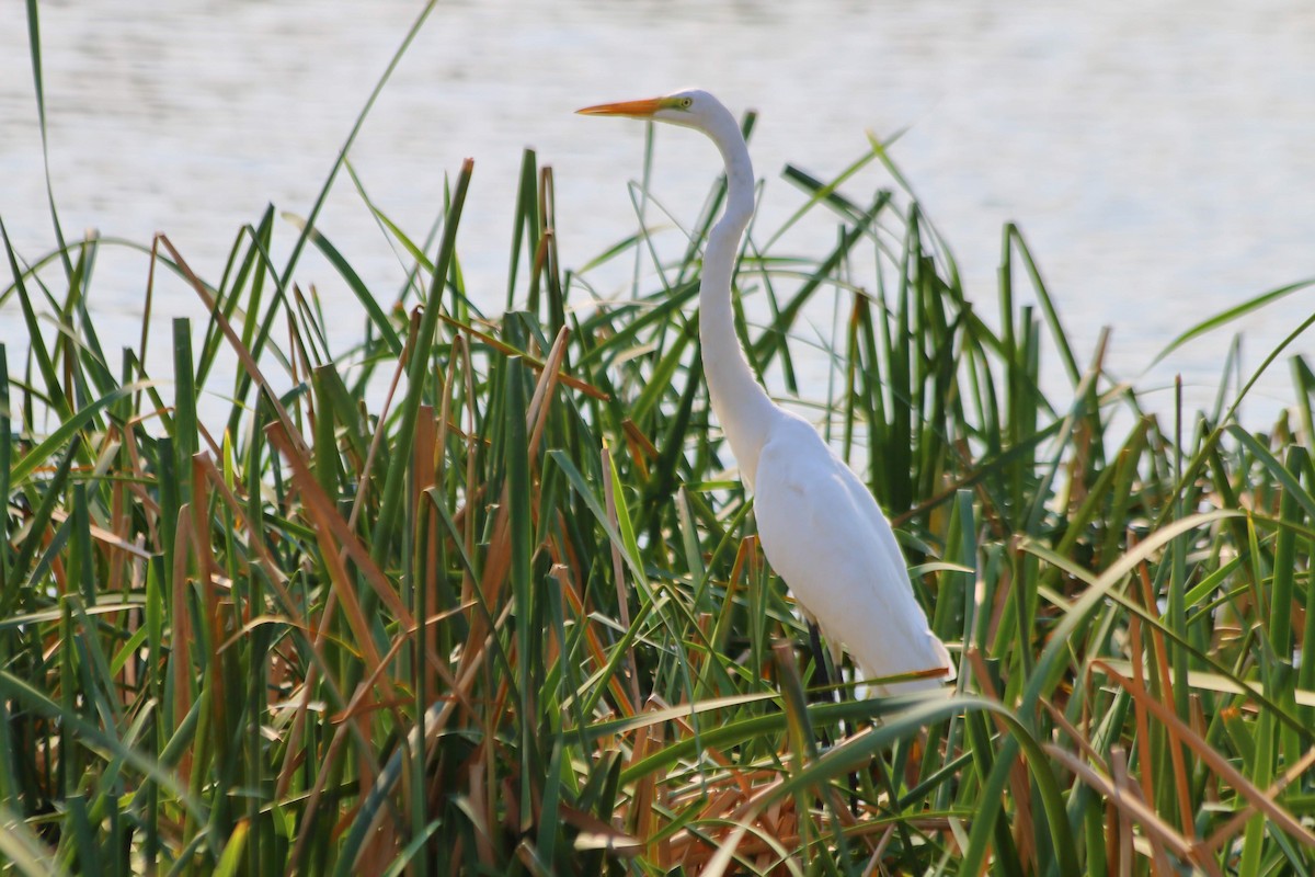 Great Egret - ML608250871