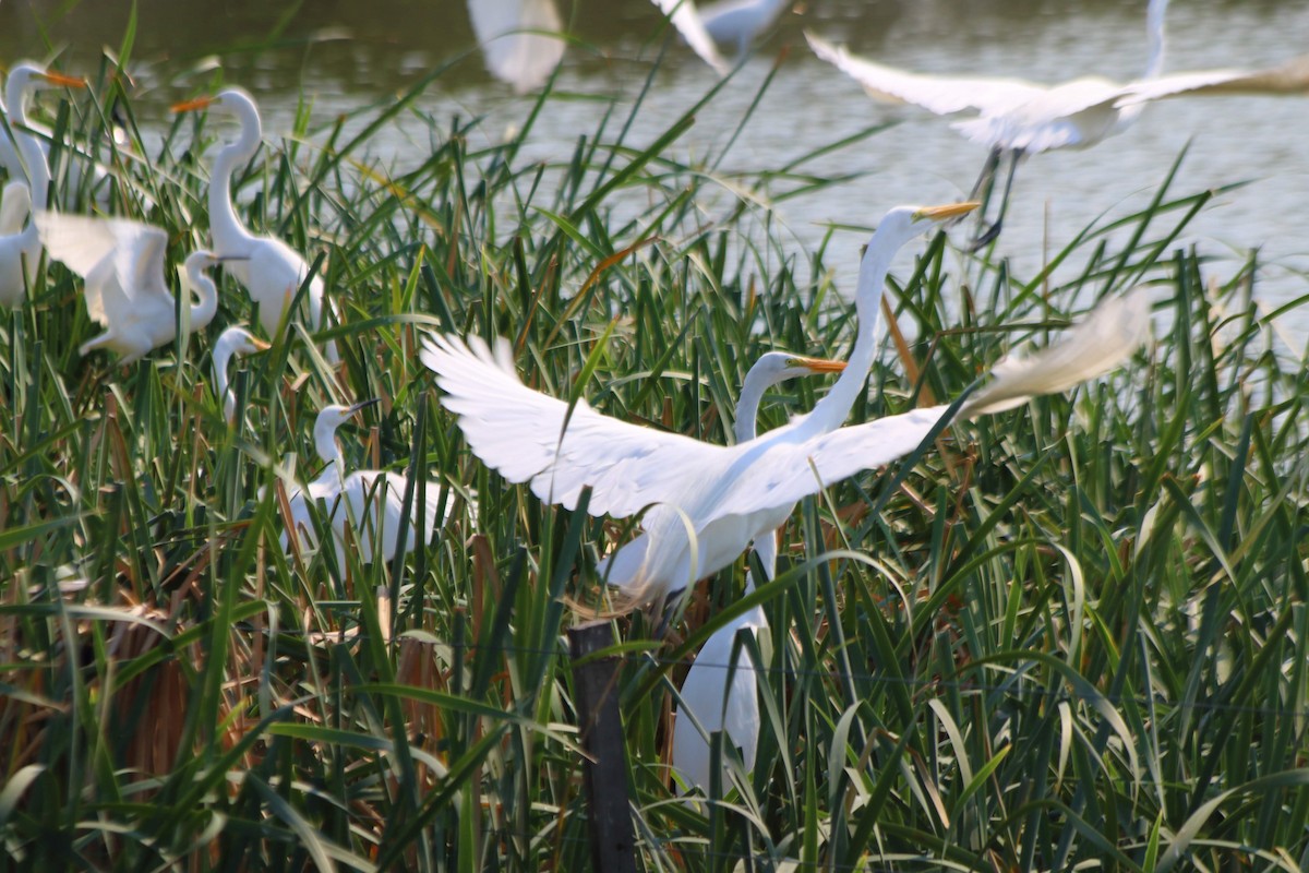 Great Egret - ML608250881