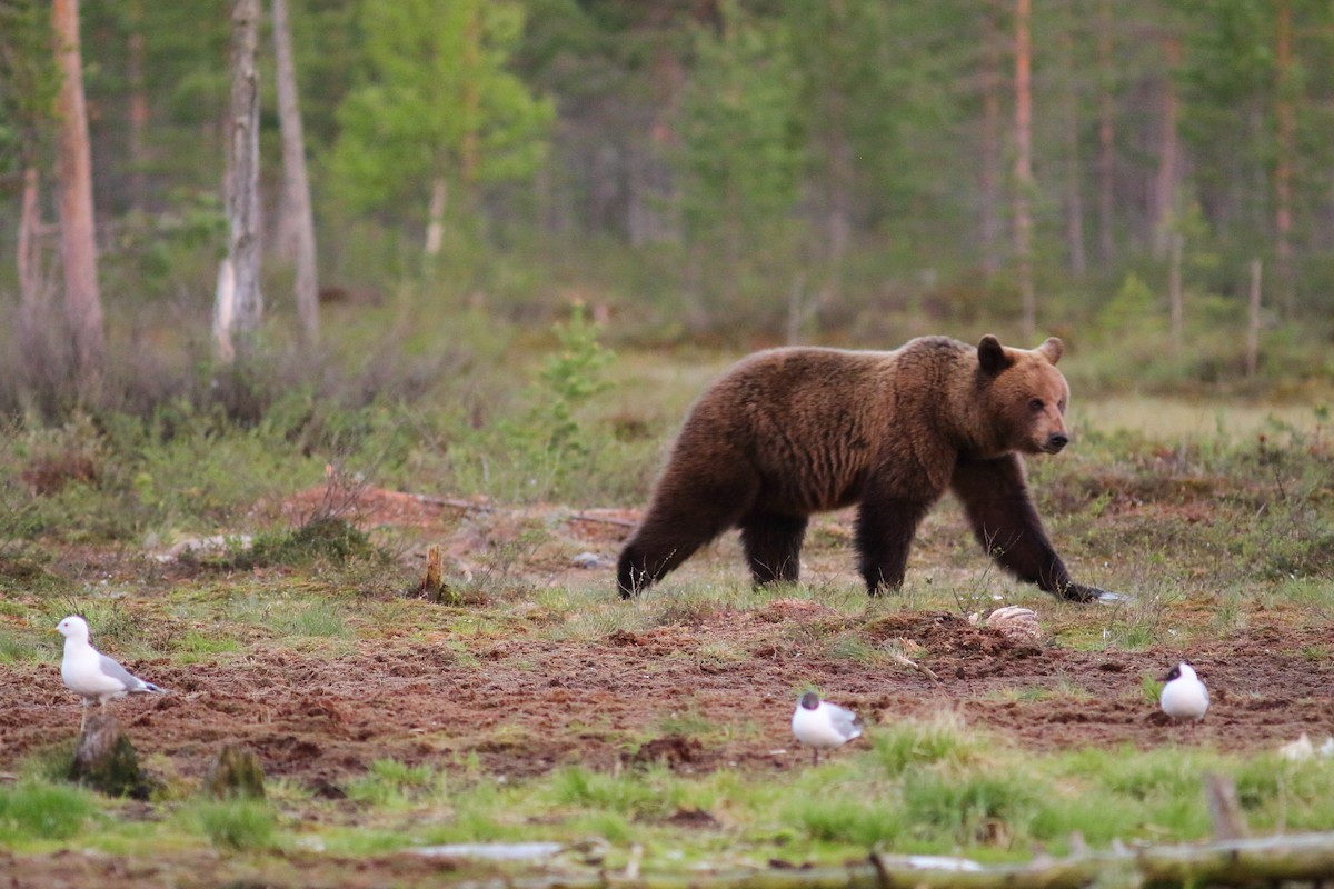 racek bouřní (ssp. canus) - ML608251041