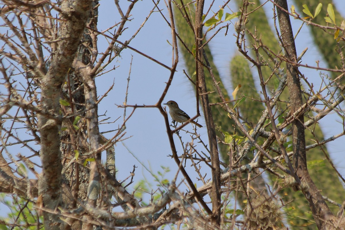 Euler's Flycatcher - ML608251211