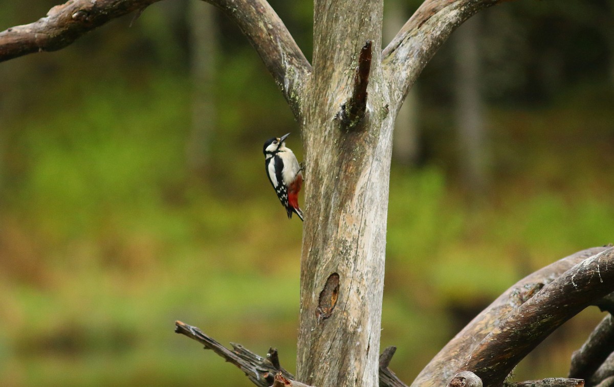 Great Spotted Woodpecker (Great Spotted) - Simon Feys