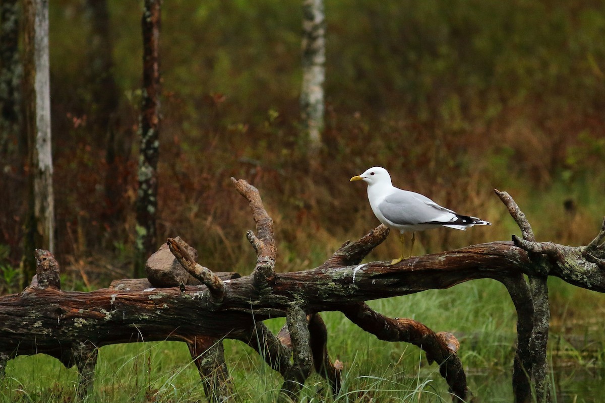 Common Gull (European) - Simon Feys