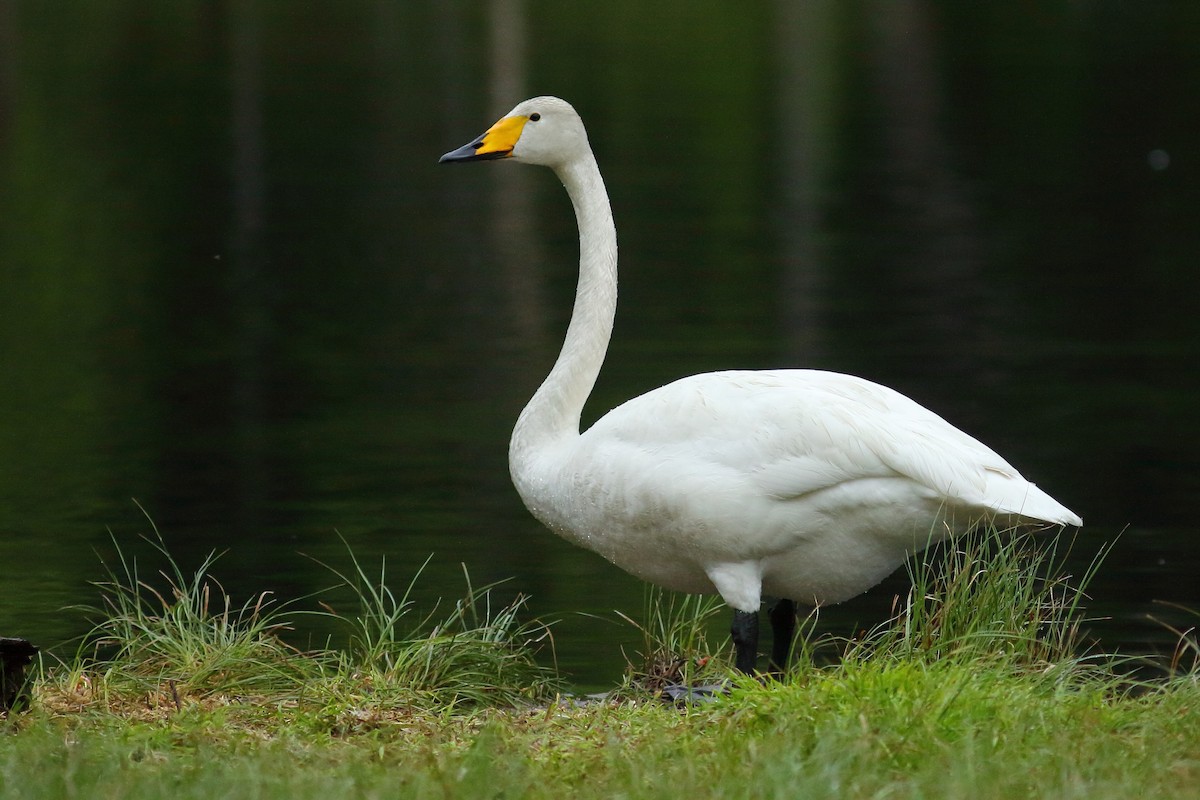 Whooper Swan - Simon Feys