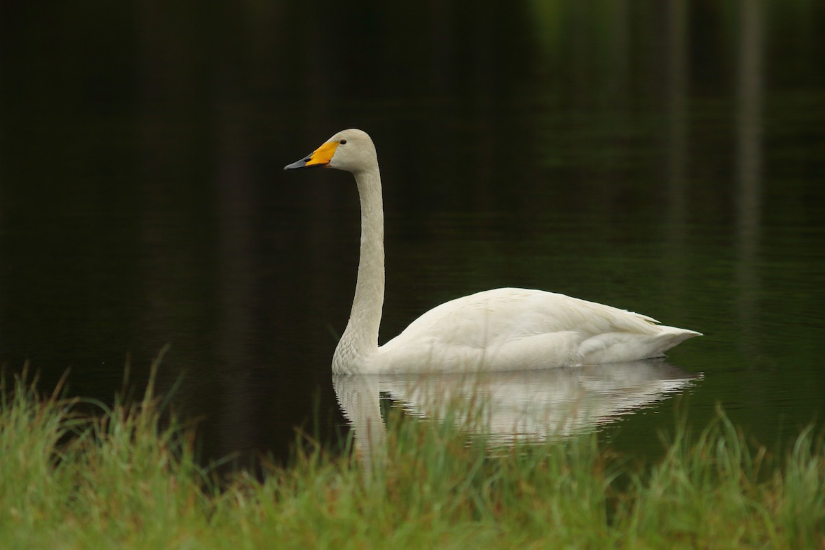 Whooper Swan - Simon Feys