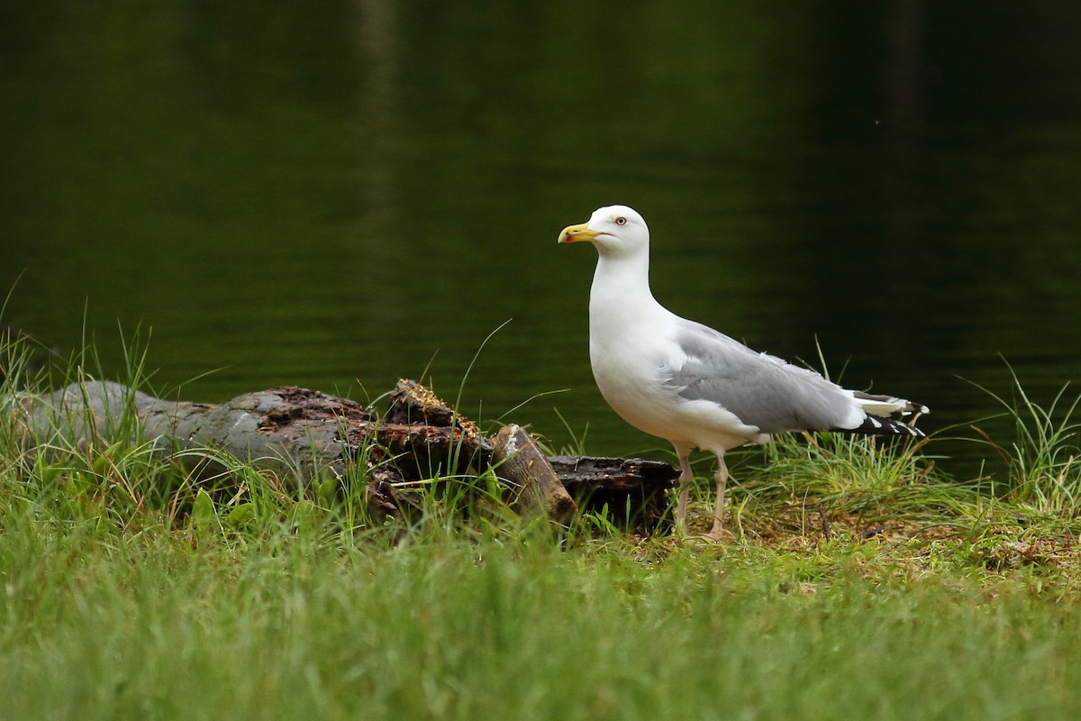Herring Gull (European) - Simon Feys