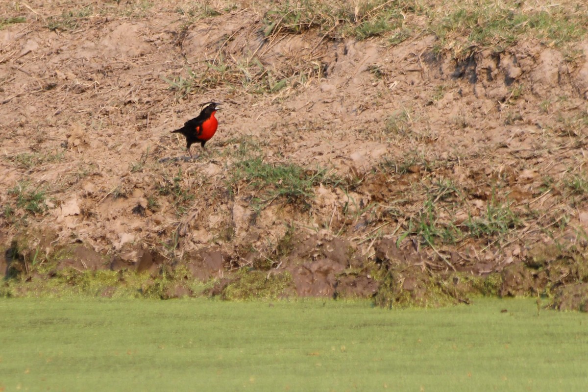 White-browed Meadowlark - FELIX AGUADO PEREZ