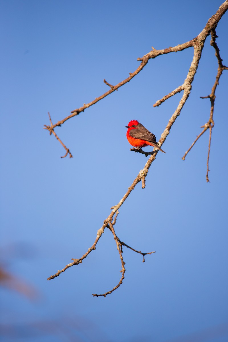 Vermilion Flycatcher - ML608251531