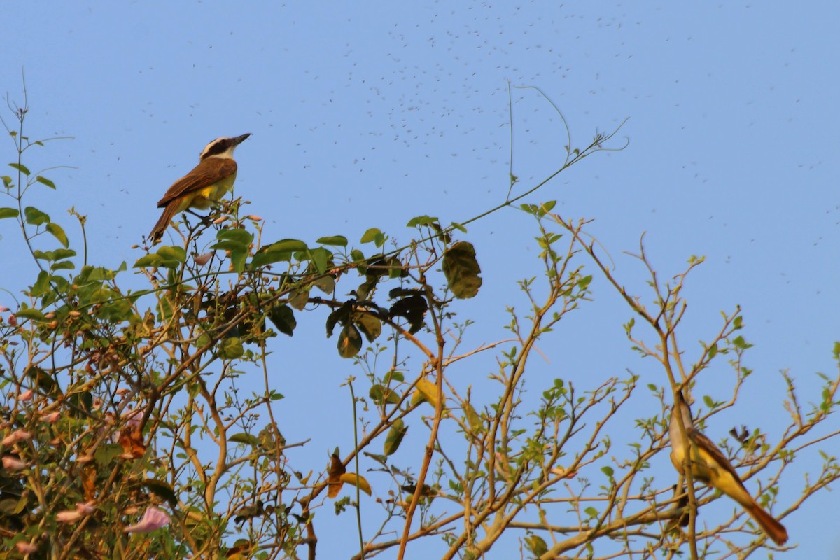 Great Kiskadee - FELIX AGUADO PEREZ