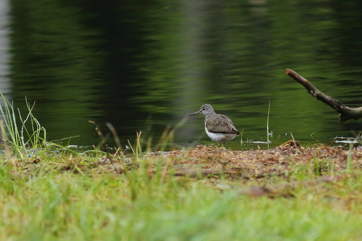 Green Sandpiper - ML608251571