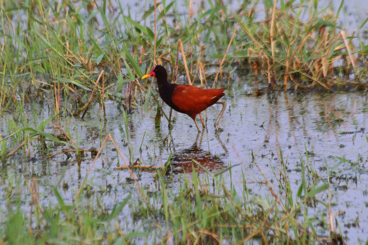 Wattled Jacana - ML608251741