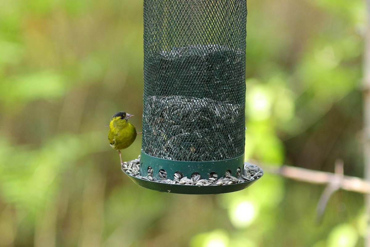 Eurasian Siskin - ML608251781