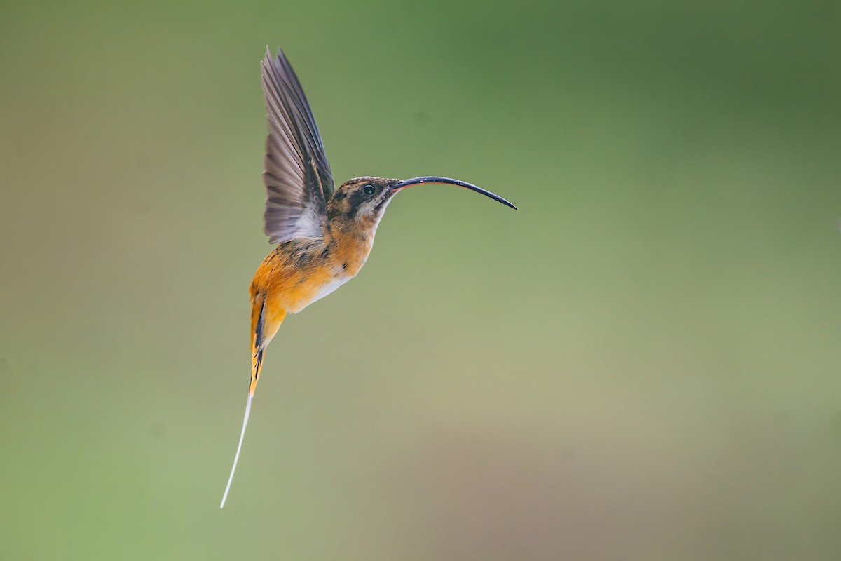 Tawny-bellied Hermit - ML608251821