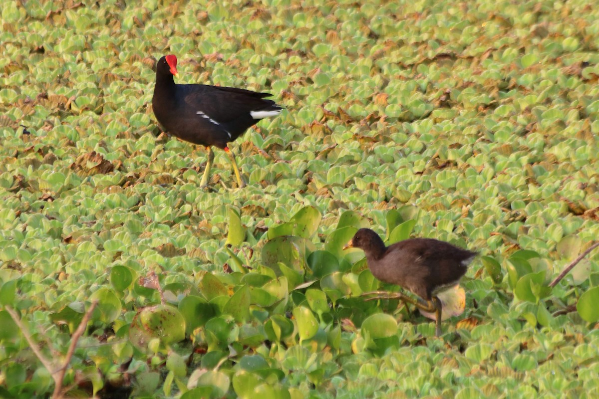 Common Gallinule - FELIX AGUADO PEREZ