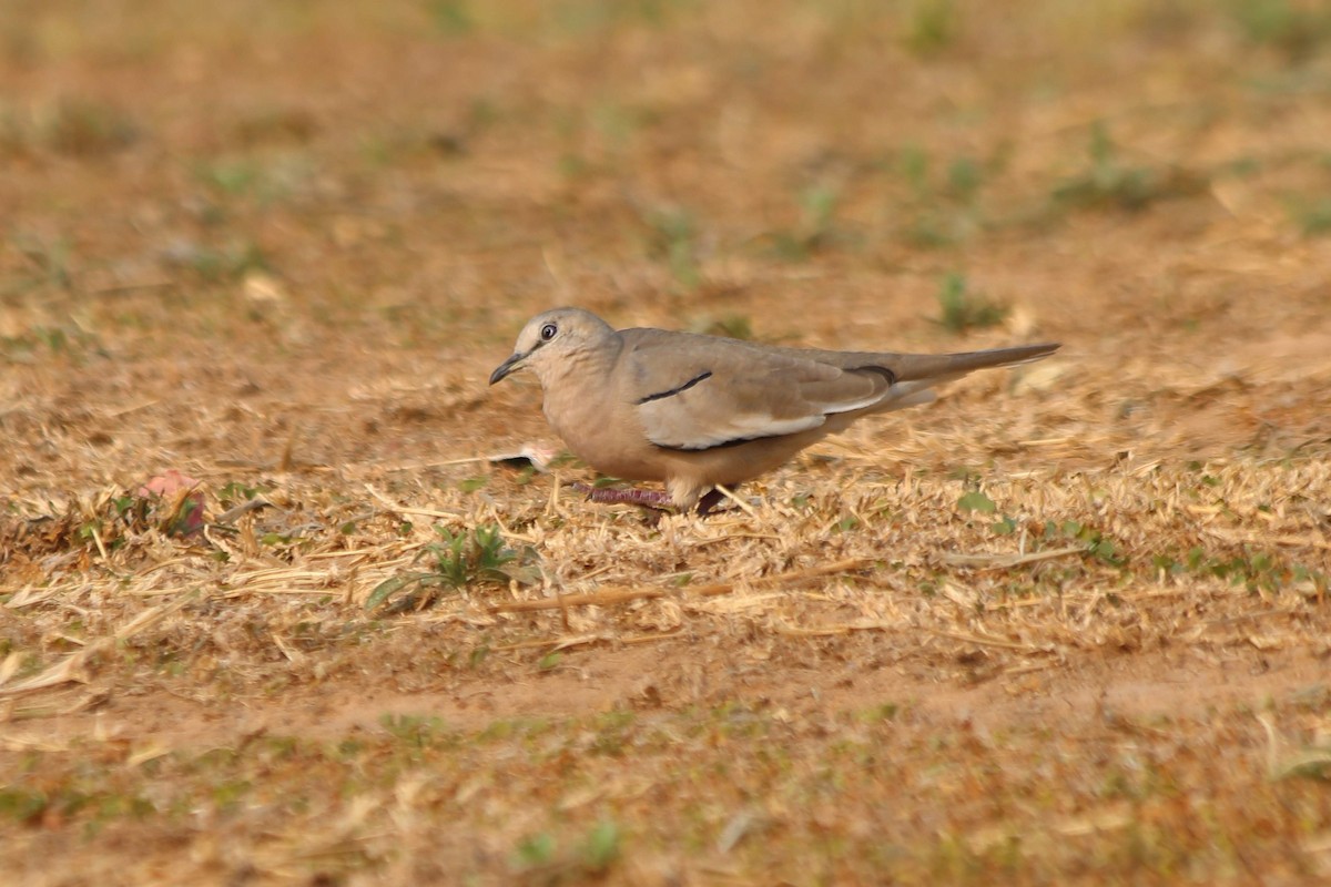 Picui Ground Dove - FELIX AGUADO PEREZ