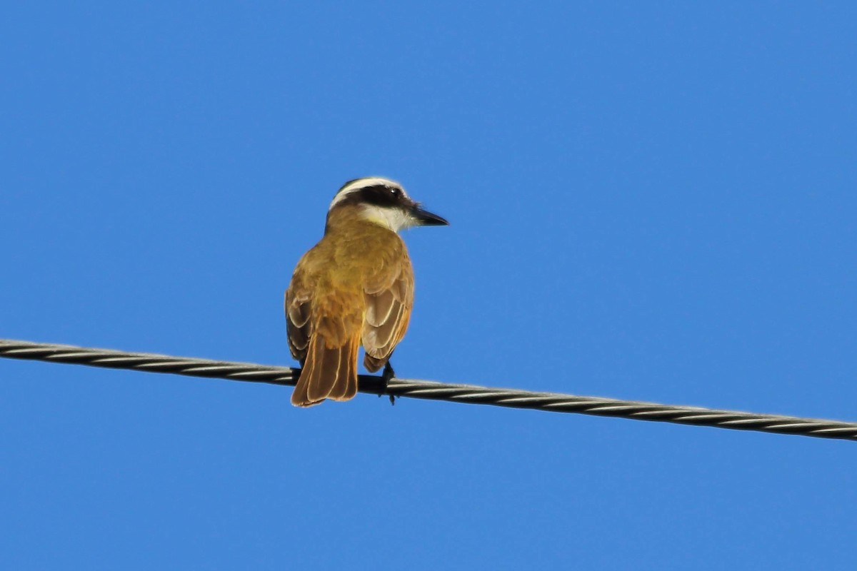 Boat-billed Flycatcher - FELIX AGUADO PEREZ