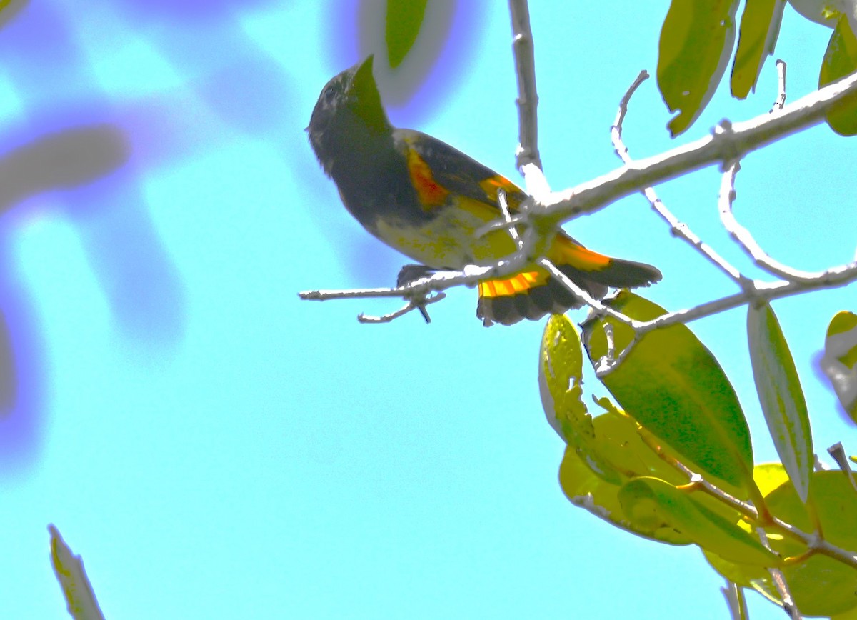 American Redstart - ML608252401