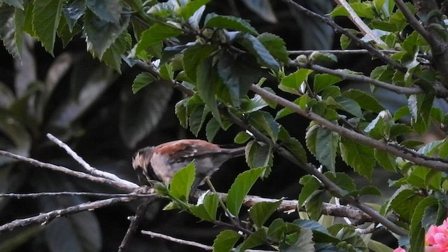 Moineau mélanure - ML608252681