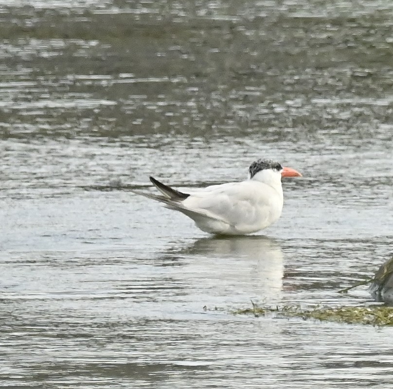 Caspian Tern - ML608252821