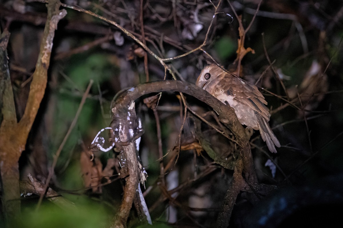 Gould's Frogmouth - ML608253541