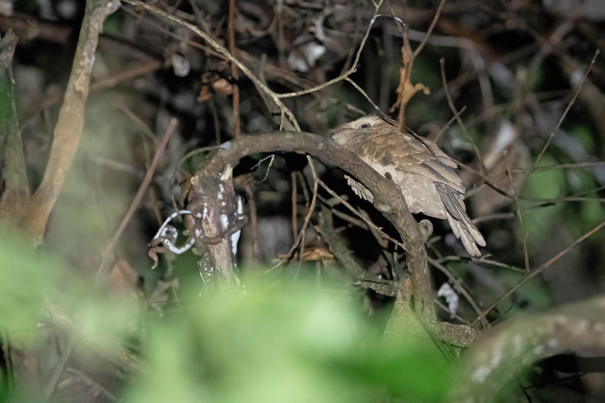 Gould's Frogmouth - ML608253551