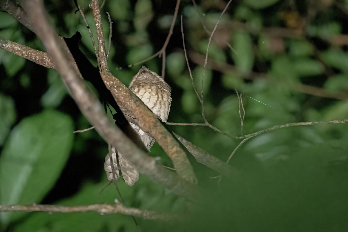 Gould's Frogmouth - ML608253591