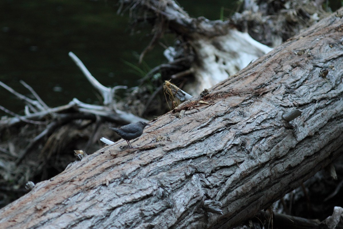 American Dipper (Northern) - Simon Feys