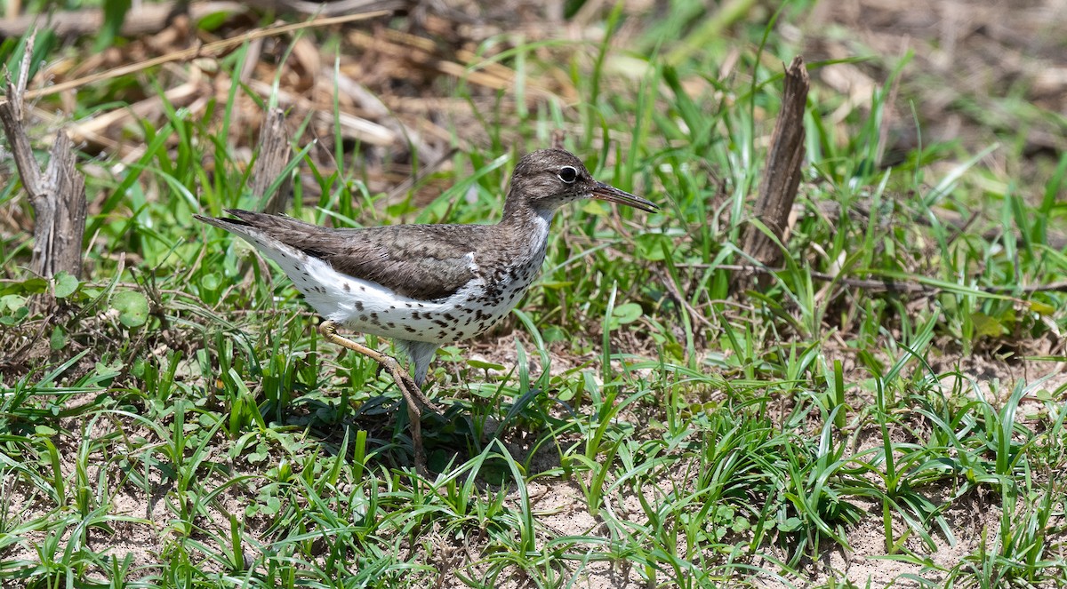 Spotted Sandpiper - ML608253971