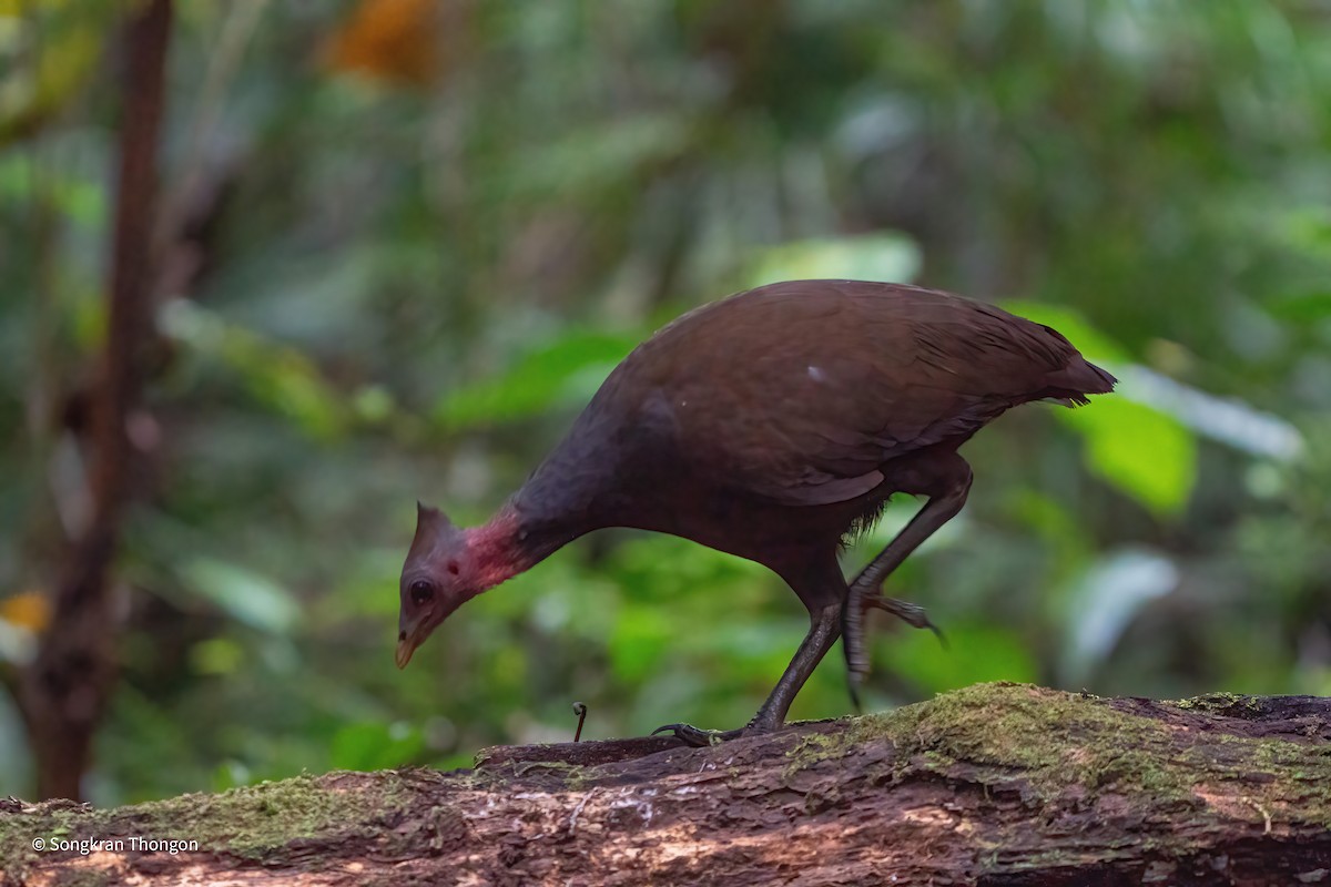 New Guinea Megapode - ML608254411