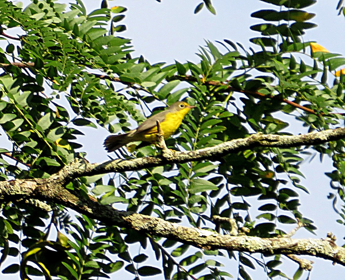Canada Warbler - ML608255861