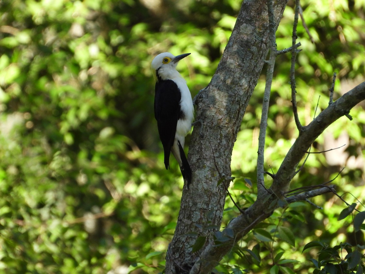 White Woodpecker - ML608256091