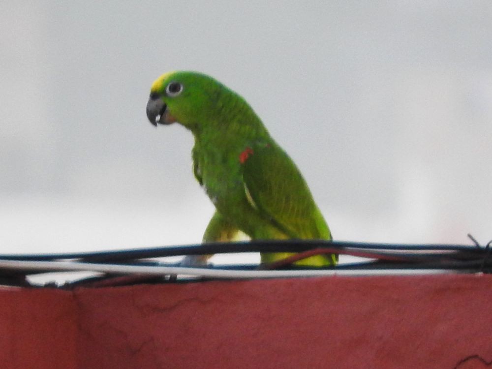Yellow-crowned Parrot - ML608257761