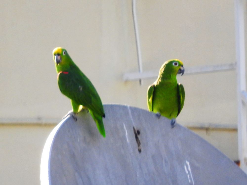 Yellow-crowned Parrot - ML608257771