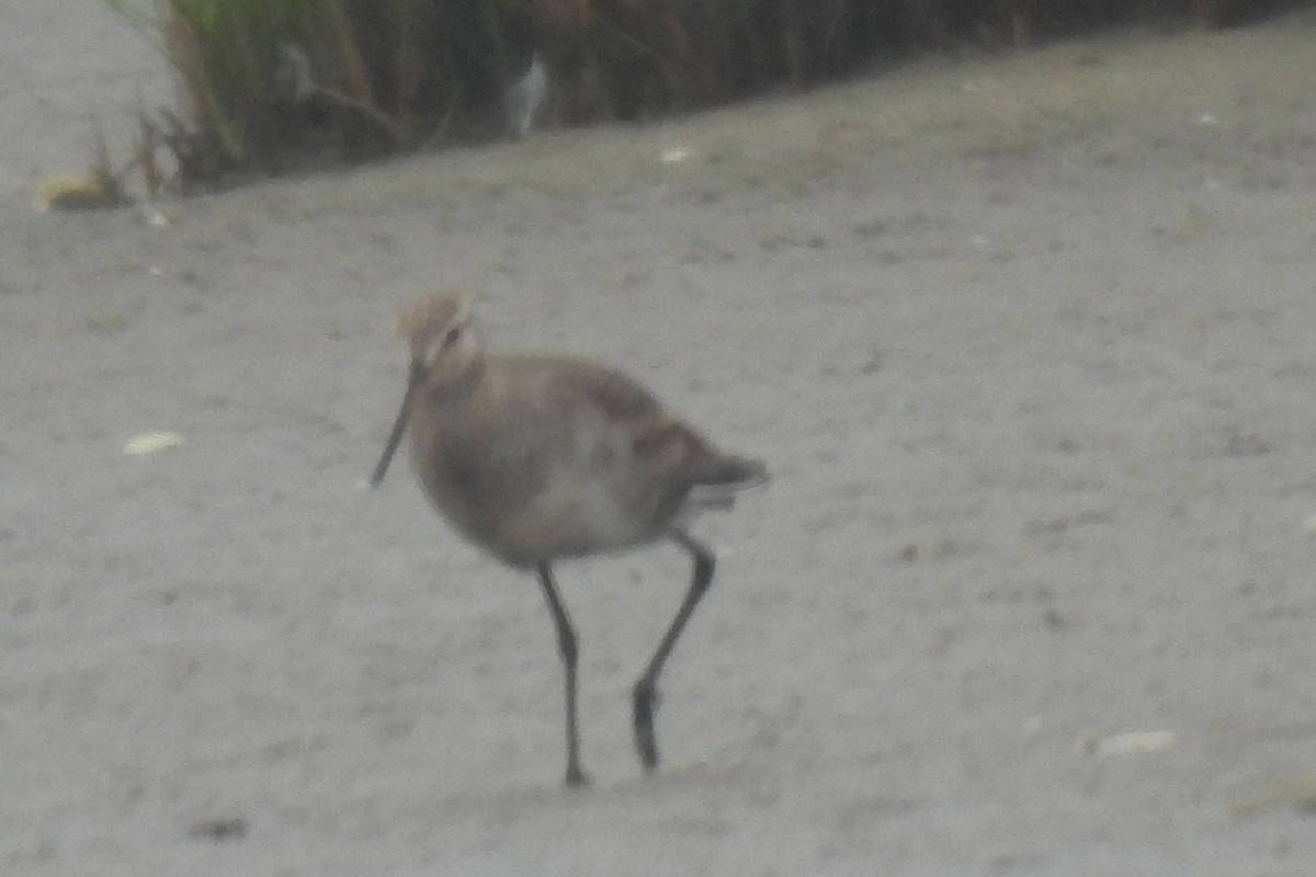 Hudsonian Godwit - ML608258021