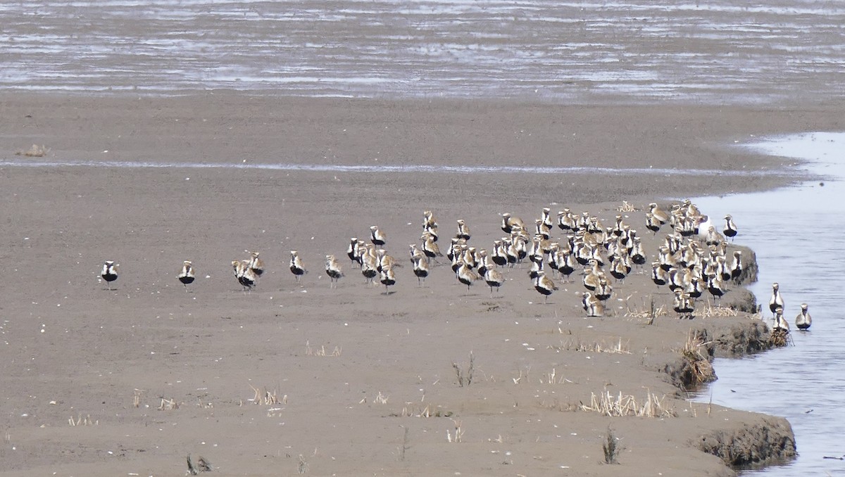 European Golden-Plover - ML608258411